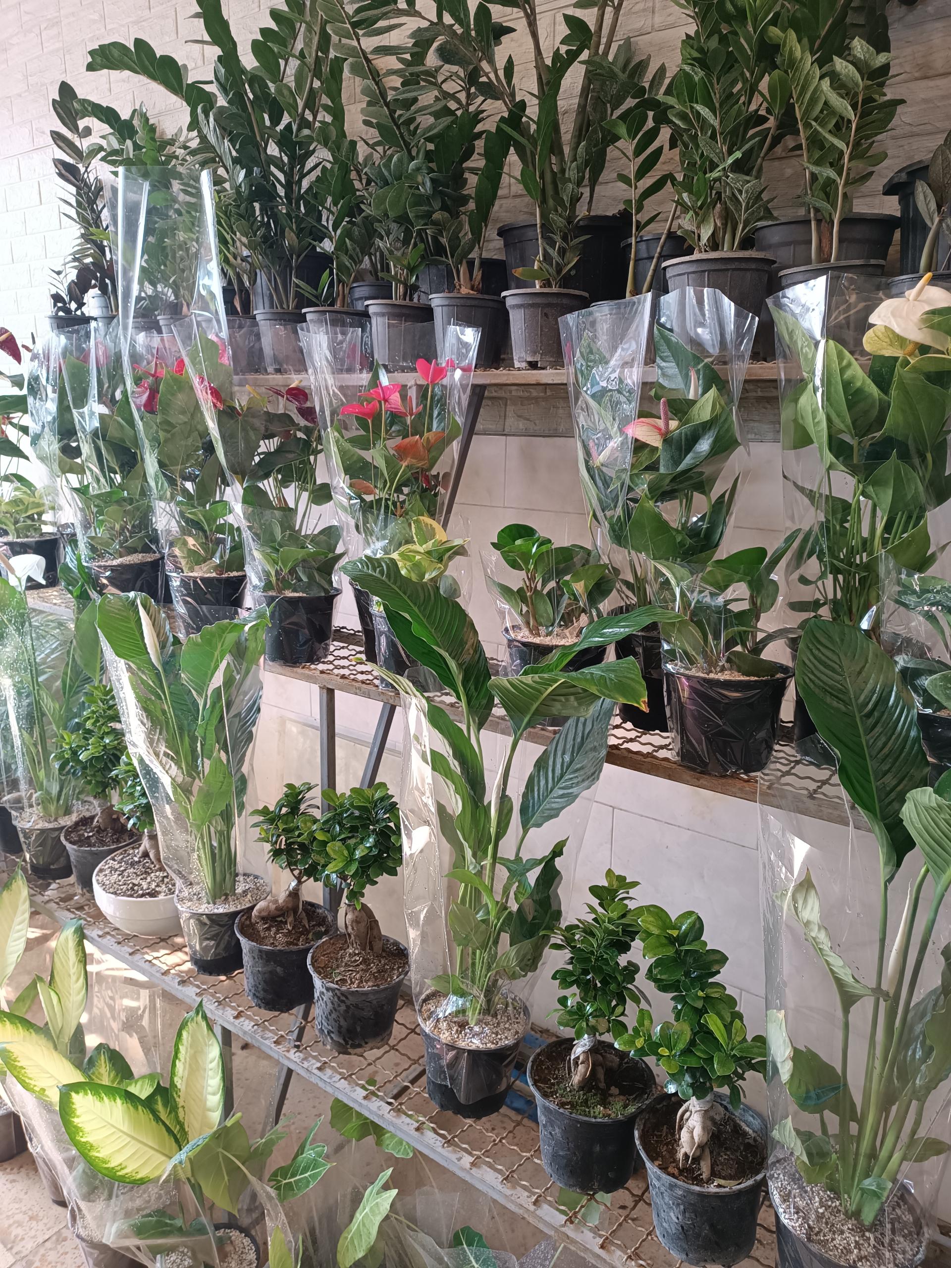 عکس فروشگاه گیاه خاک و گلدان