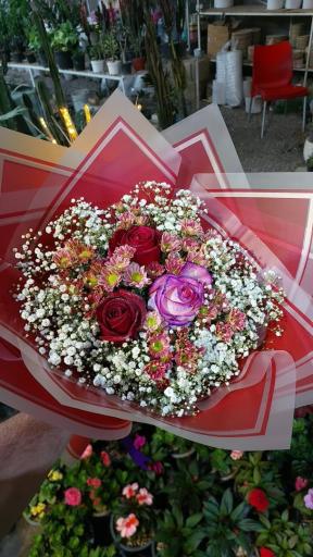 عکس سبز قزوین 