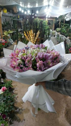 عکس سبز قزوین 