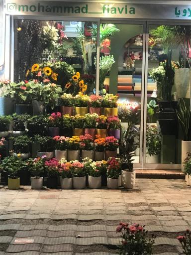 عکس گل فلاویا