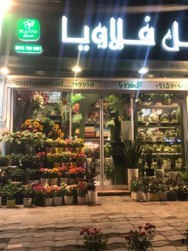 عکس گل فلاویا