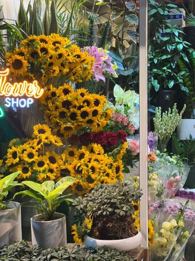 عکس گل فلاویا