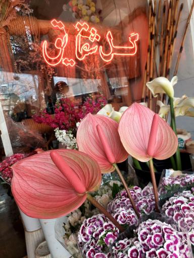 عکس گلفروشی شقایق 