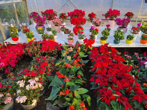 عکس نهالستان نشاط