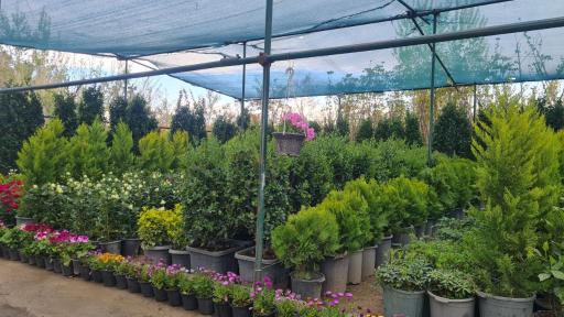 عکس نهالستان نشاط