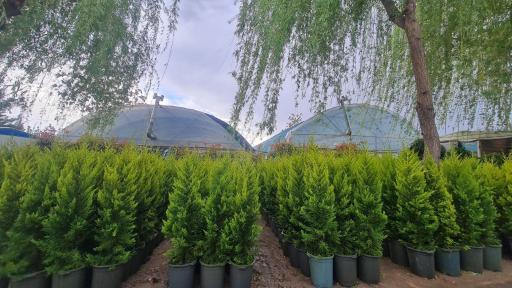 عکس نهالستان نشاط