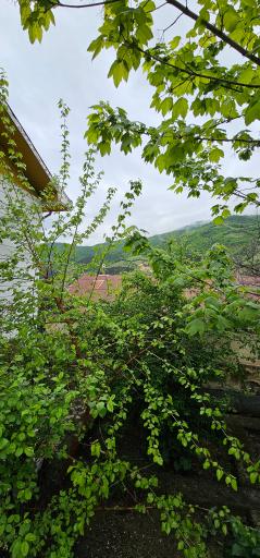 عکس پل سفید