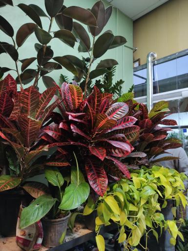 عکس غرفه گیاهان آپارتمانی ریشه پلاک ۳۱