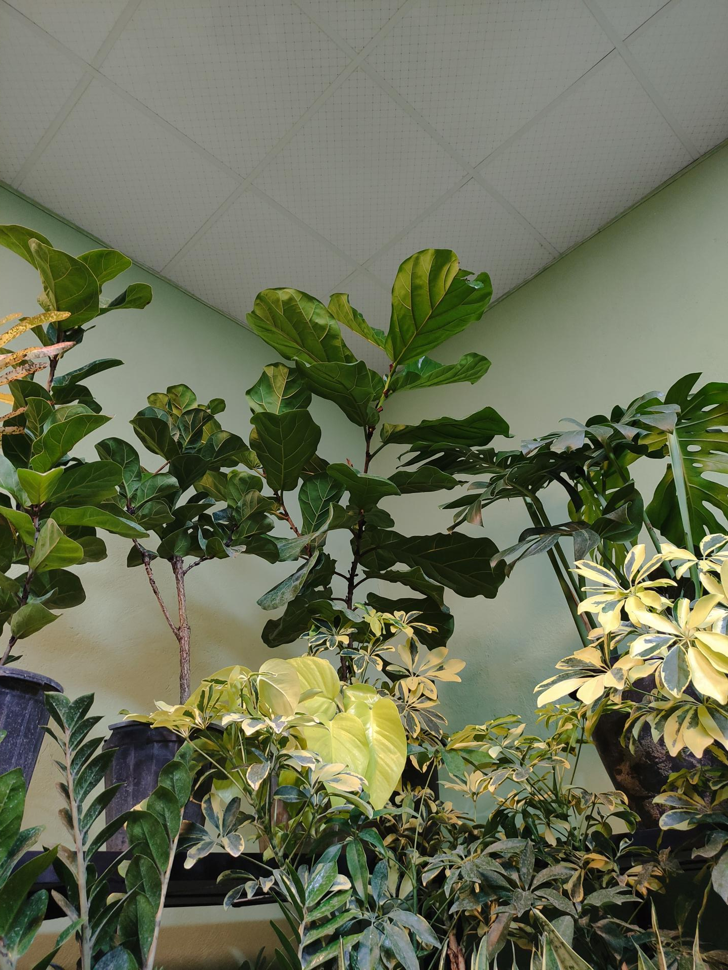 عکس غرفه گیاهان آپارتمانی ریشه پلاک ۳۱