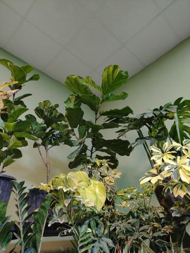 عکس غرفه گیاهان آپارتمانی ریشه پلاک ۳۱