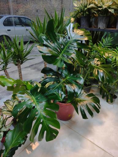 عکس غرفه گیاهان آپارتمانی ریشه پلاک ۳۱