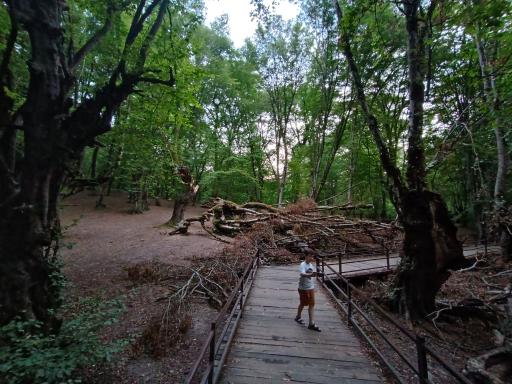 عکس النگدره