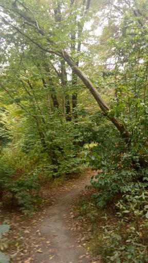 عکس النگدره