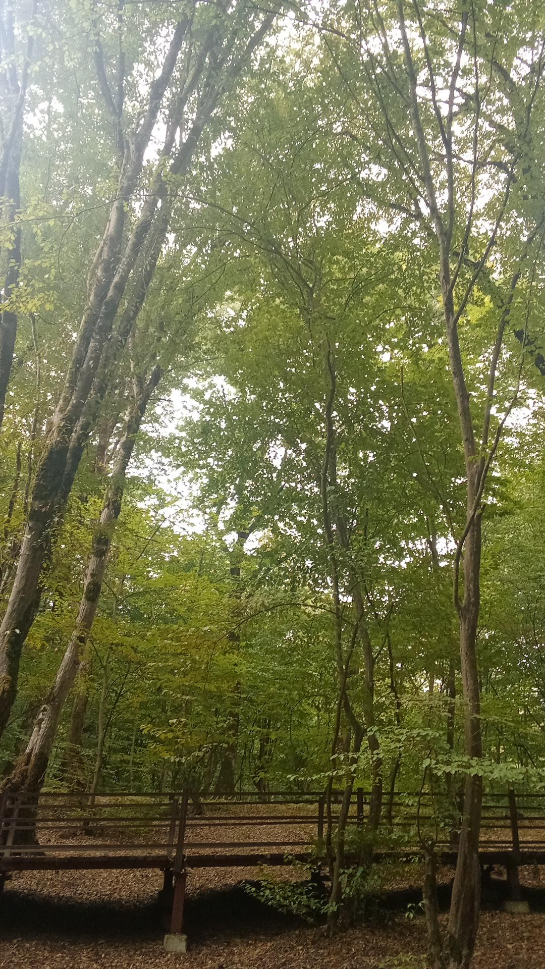 عکس النگدره