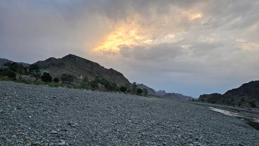 عکس جنگل