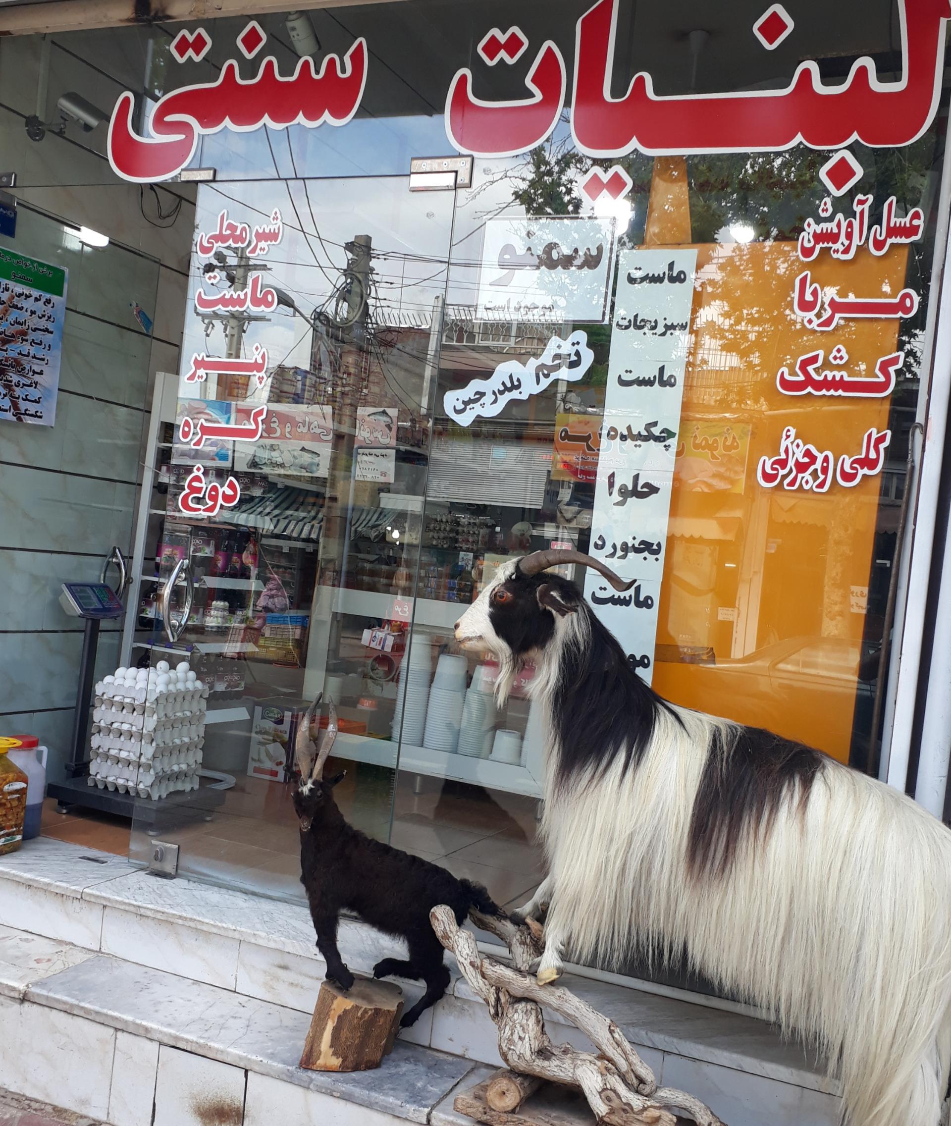 عکس لبنیات سنتی صبا