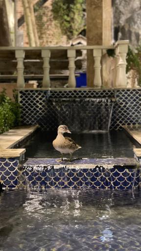 عکس تفریحگاه و رستوران شب های عنبران