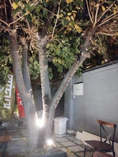 عکس کافه ویولا