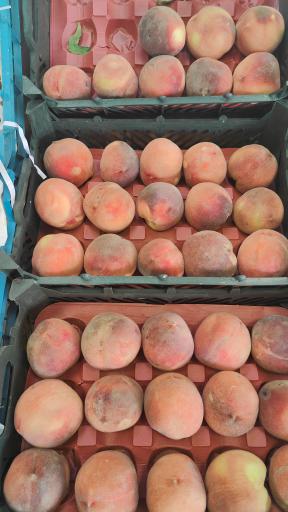 عکس میوه فروشی قادری 