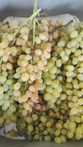 عکس میوه فروشی قادری 