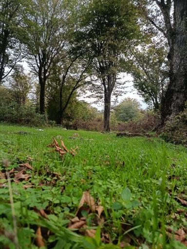 عکس پارک جنگلی سی سنگان