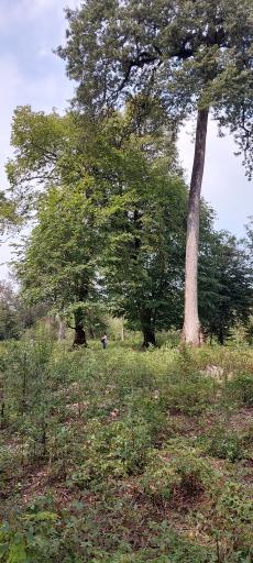 عکس پارک جنگلی سی سنگان