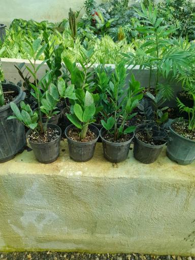 عکس خانه گل آبدانان