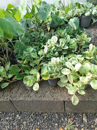 عکس خانه گل آبدانان