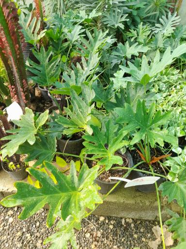 عکس خانه گل آبدانان