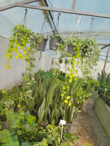 عکس خانه گل آبدانان