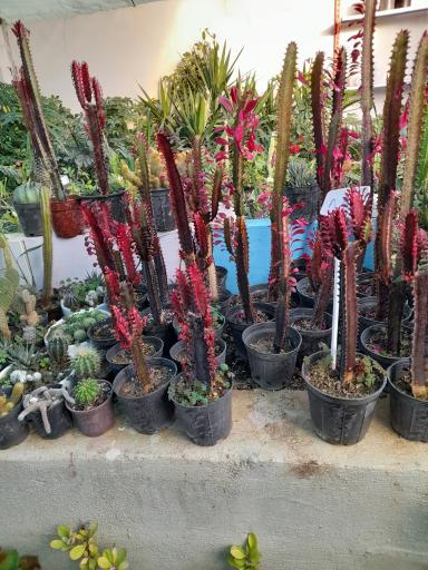 عکس خانه گل آبدانان