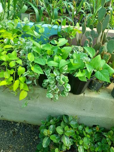 عکس خانه گل آبدانان