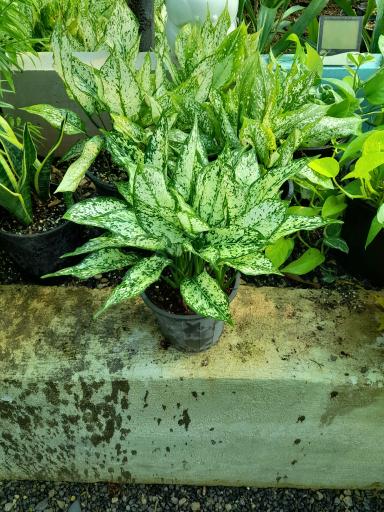 عکس خانه گل آبدانان