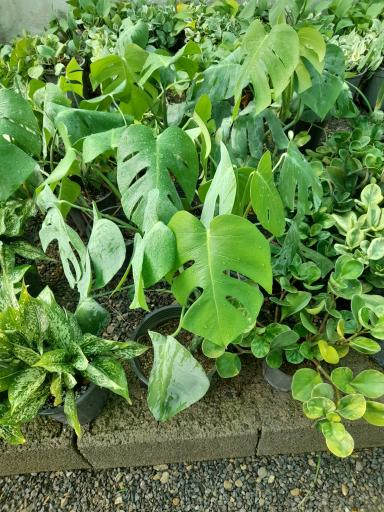 عکس خانه گل آبدانان