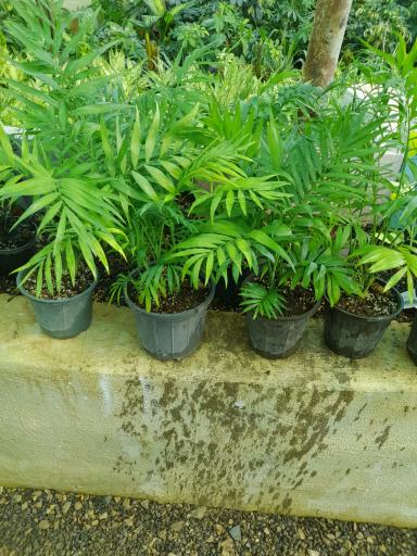 عکس خانه گل آبدانان