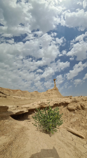 عکس کلوت شتر