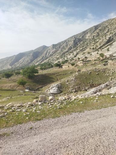 عکس بنه دراز