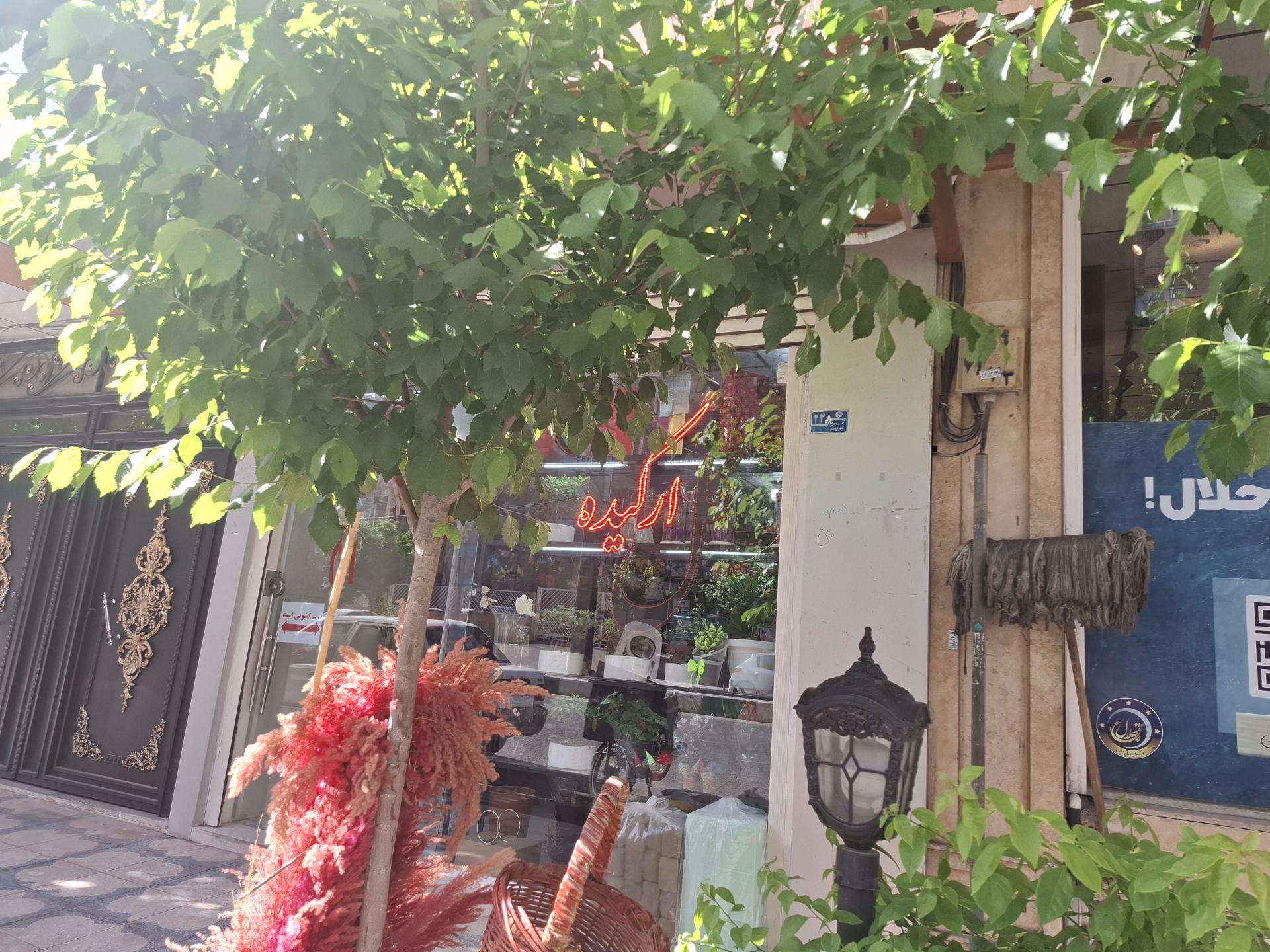 عکس گل ارکید‌ه