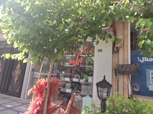 عکس گل ارکید‌ه