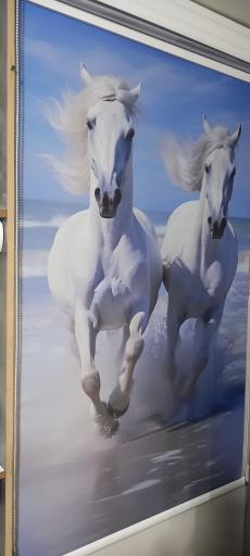 عکس زبرا مدرن