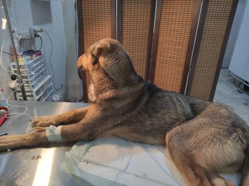 عکس کلینیک دامپزشکی دکتر پورمحمود