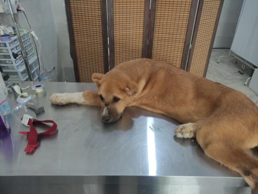 عکس کلینیک دامپزشکی دکتر پورمحمود