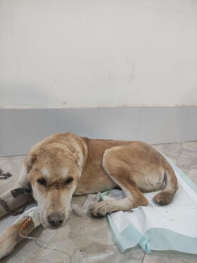 کلینیک دامپزشکی دکتر پورمحمود