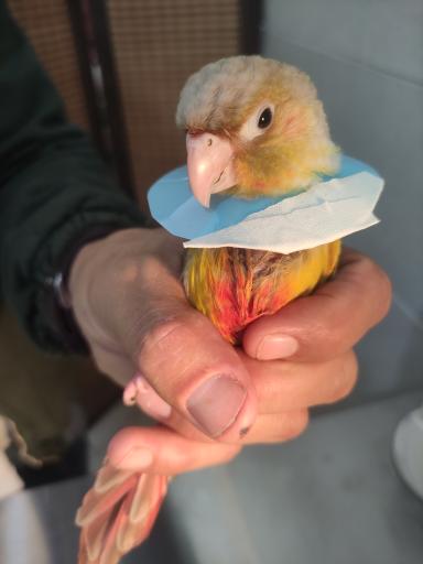 عکس کلینیک دامپزشکی دکتر پورمحمود