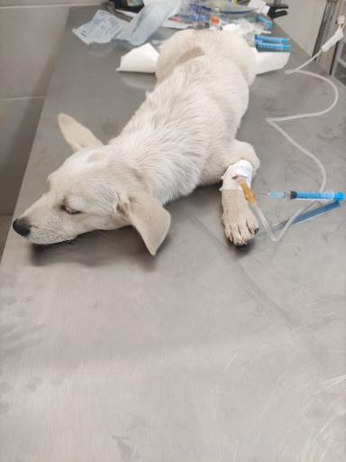 عکس کلینیک دامپزشکی دکتر پورمحمود