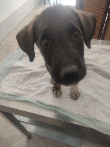 عکس کلینیک دامپزشکی دکتر پورمحمود