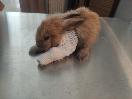 عکس کلینیک دامپزشکی دکتر پورمحمود