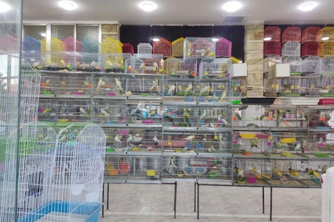 عکس پرنده فروشی فرزاد