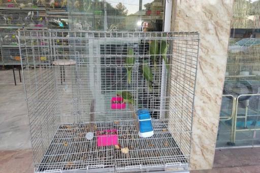 پرنده فروشی فرزاد