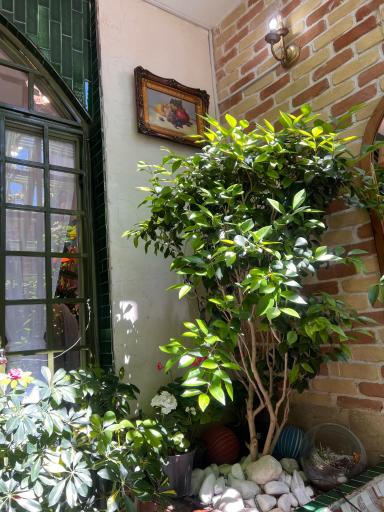 صبحانه نیمروز